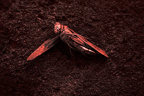 Giant Dead Grasshopper Laid To Rest (Red Tone Photo)