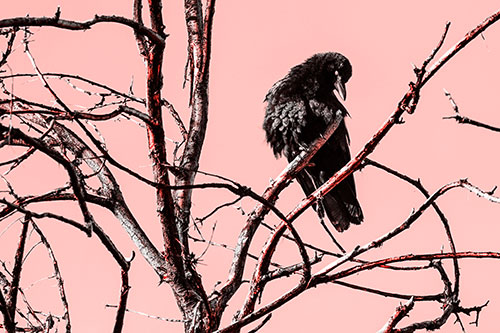 Glaze Eyed Crow Tilting Head Among Dead Tree Branches (Red Tone)
