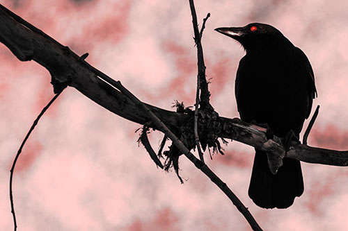 Glazed Eyed Crow Gazing Sideways Along Sloping Tree Branch (Red Tone)
