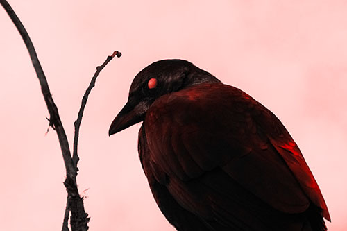 Glazed Eyed Crow Hunched Over Atop Tree Branch (Red Tone Photo)