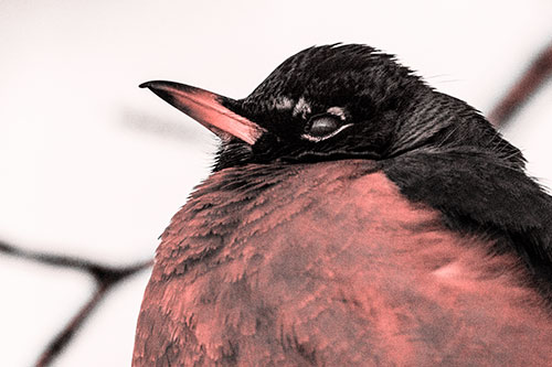 Glazed Eyed Robin Resting Atop Tree Branch (Red Tone Photo)