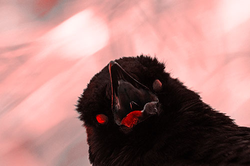 Glazed Eyed Tongue Screaming Crow (Red Tone Photo)