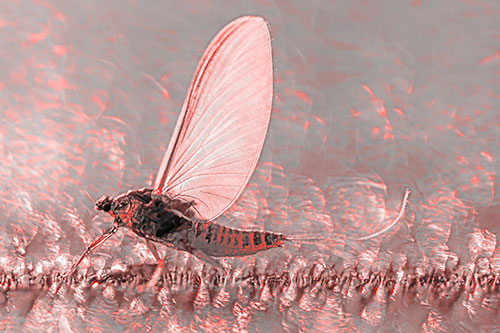 Glistening Mayfly Enjoying Bright Sunlight (Red Tone)
