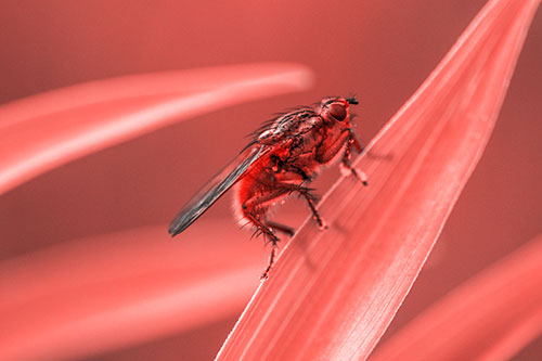 Golden Dung Fly Perched Along Sloping Fescue Grass Blade (Red Tone)