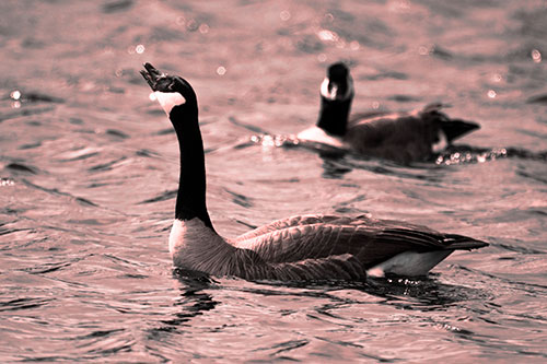 Goose Honking Loudly On Lake Water (Red Tone Photo)