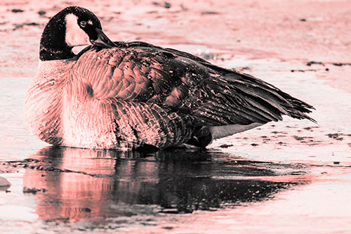 Goose Resting Atop Ice Frozen River (Red Tone Photo)