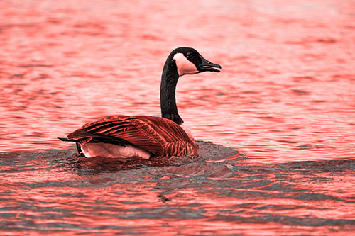 Goose Swimming Down River Water (Red Tone Photo)
