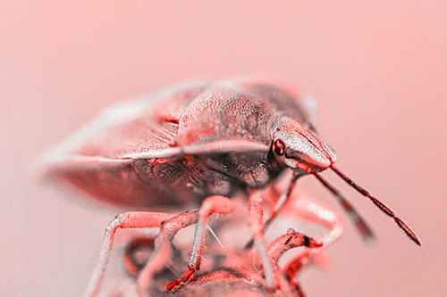 Gorse Shieldbug Standing Atop Gumplant (Red Tone)