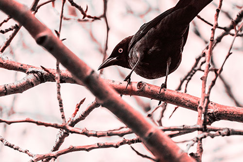 Grackle Balances Among Twisting Tree Branches (Red Tone Photo)