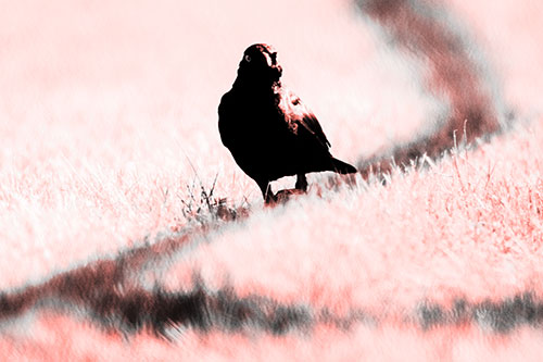 Grackle Bird Walking Down Shadow Line (Red Tone Photo)
