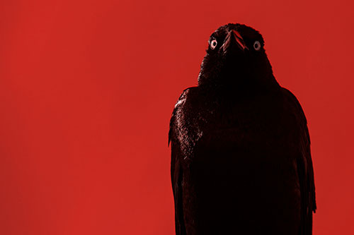 Grackle Gazing Into Horizon (Red Tone Photo)