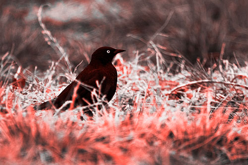 Grackle Standing Among Grass (Red Tone Photo)