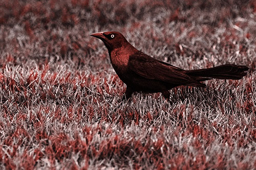 Grackle Walking Among Fresh Cut Grass (Red Tone)