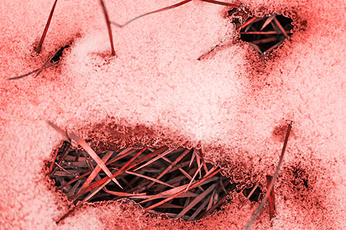 Grass Blade Face Pierces Through Melting Snow (Red Tone Photo)