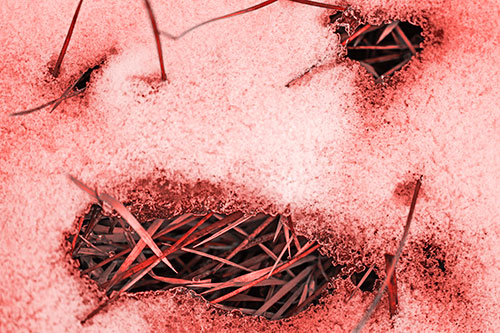 Grass Blade Face Pierces Through Melting Snow (Red Tone)