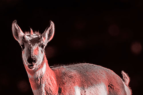 Grass Chewing Pronghorn Watches Ahead (Red Tone Photo)