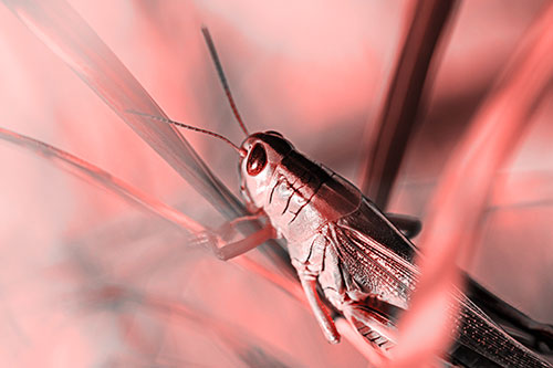 Grasshopper Clasps Ahold Multiple Grass Blades (Red Tone Photo)