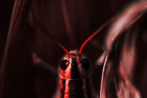 Grasshopper Holds Tightly Among Windy Grass Blades (Red Tone Photo)