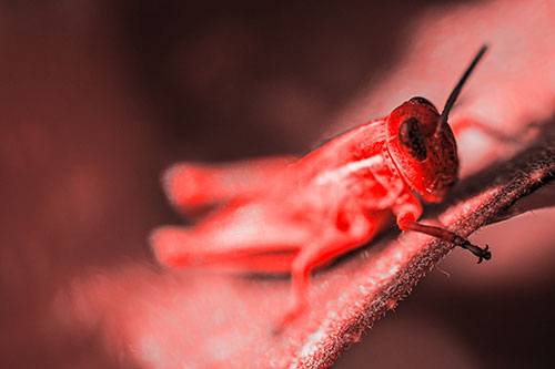 Grasshopper Laying Down Atop Leaf Petal (Red Tone Photo)