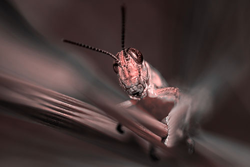 Grasshopper Rides Grass Blades Among Wind (Red Tone)