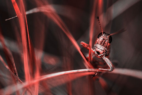 Grasshopper Smiling Among Intersecting Grass Blades (Red Tone)