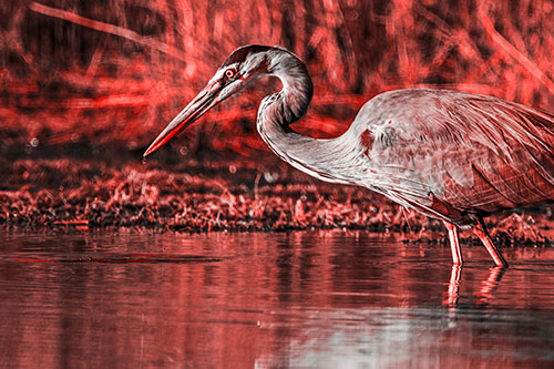 Great Blue Heron Beak Dripping Water (Red Tone)