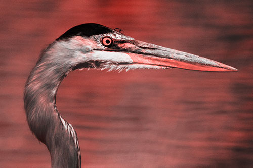 Great Blue Heron Beyond Water Reed Grass (Red Tone Photo)