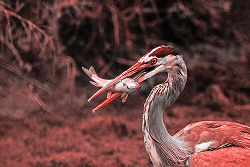 Great Blue Heron Clamps Trout Fish Between Beak (Red Tone)