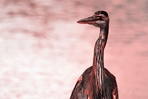 Great Blue Heron Glancing Among River (Red Tone Photo)