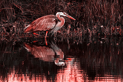 Great Blue Heron Searching Shoreline (Red Tone Photo)
