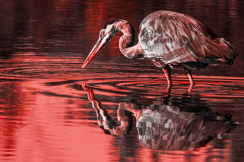 Great Blue Heron Snatches Pond Fish (Red Tone Photo)