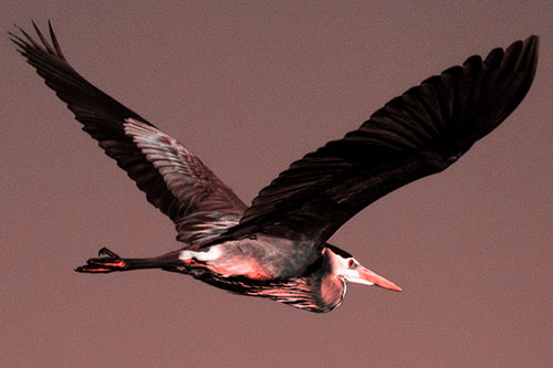 Great Blue Heron Soaring The Sky (Red Tone Photo)