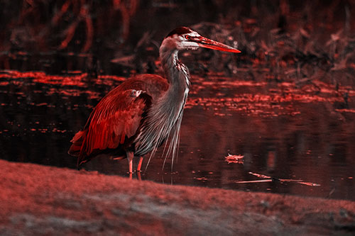 Great Blue Heron Standing Among Shallow Water (Red Tone Photo)