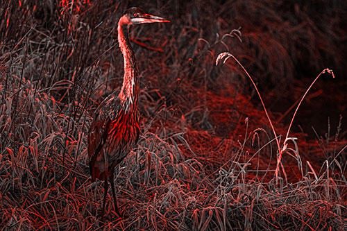 Great Blue Heron Standing Tall Among Feather Reed Grass (Red Tone Photo)