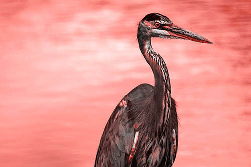 Great Blue Heron Standing Tall Among River Water (Red Tone Photo)