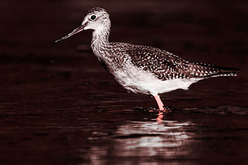 Greater Yellowlegs Bird Leaning Forward On Water (Red Tone Photo)