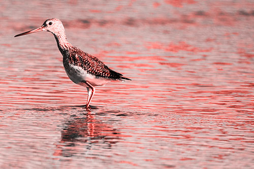 Greater Yellowlegs Wading Among Rippling River Water (Red Tone Photo)