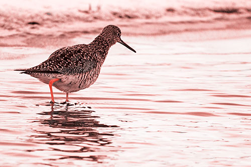 Greater Yellowlegs Walking Along Shallow Water (Red Tone Photo)