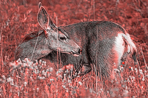 Grooming Mule Deer Bending Backwards Among Vegetation (Red Tone)