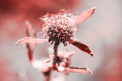 Hairy Gumplant Flower Embracing Sunshine (Red Tone Photo)