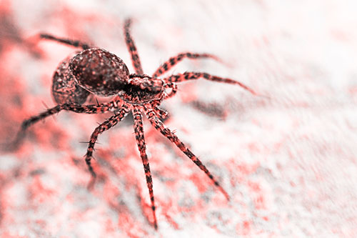 Hairy Wolf Spider Sprawled Atop Rock (Red Tone Photo)