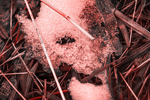 Half Melted Ice Face Smirking Among Reed Grass (Red Tone Photo)