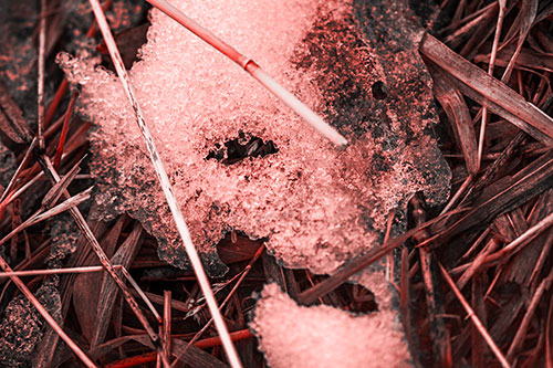 Half Melted Ice Face Smirking Among Reed Grass (Red Tone)