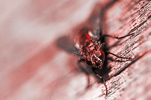 Happy Cluster Fly Enjoys Getting Suntan Among Cracked Wood (Red Tone)