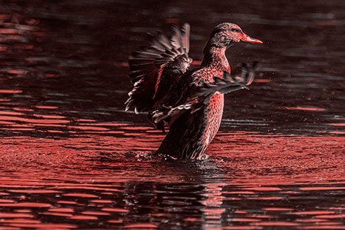 Happy Mallard Duck Flapping Wings Towards Sunshine (Red Tone)
