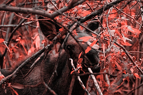 Happy Moose Smiling Behind Tree Branches (Red Tone Photo)