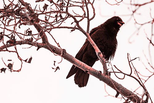 Happy Open Mouthed Crow Cawing (Red Tone Photo)