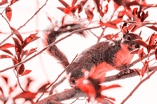 Happy Squirrel With Chocolate Covered Face (Red Tone Photo)