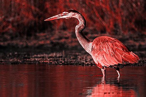 Head Tilting Great Blue Heron Hunting For Fish (Red Tone Photo)