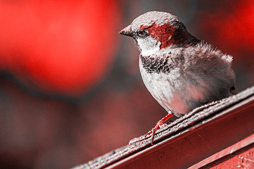Head Tilting House Sparrow Perched Along Rooftop (Red Tone)